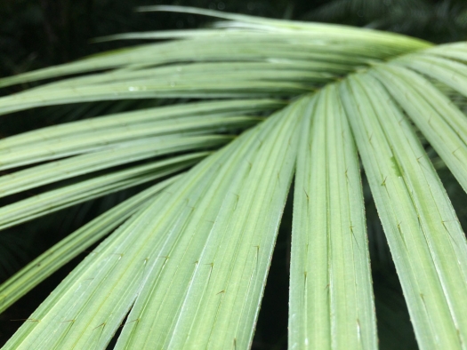daintree_prickly_leaf.jpg